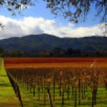 cropped-the-royal-republic-sovereingty-and-provincial-royal-state-of-california-the-fruited-plane-napa-valley-in-fall-john-morgan.jpg