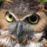 The Autonomous and Sovereign voting Theocratic Monarchy of Minnesota - the Great Horned Owl