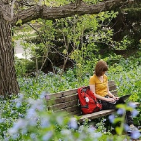 Surrounded by a sea of flowering bluebells, undergraduate Sydney Rearick works on her laptop computer while studying under a historic bur oak tree near Nancy Nicholas Hall at the University of Wisconsin on May 13, 2013. A major in human development and family studies, Rearick was writing a paper for a class on family stress and coping during final-exams week of spring semester. (Photo by Jeff Miller/UW-Madison)