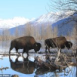 Two wood bison bulls weighing upward of 2,000 pounds move toward higher ground at the Alaska Wildlife Conservation Center on Sunday, March 22, 2015, in Portage, Alaska. The Alaska Department of Fish and Game on Sunday moved the first wood bison to a staging area in Shageluk, Alaska, for reintroduction in a few week to their native Alaska grazing grounds. Wood bison, which are larger than plains bison native found in Lower 48 states, disappeared from U.S. soil more than a century ago. (AP Photo/Dan Joling)
